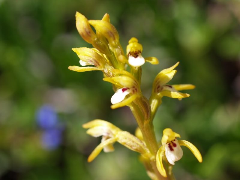 Orchidee val Brenta